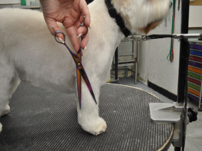 Pet Westie Trim